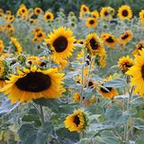 Sonnenblumen