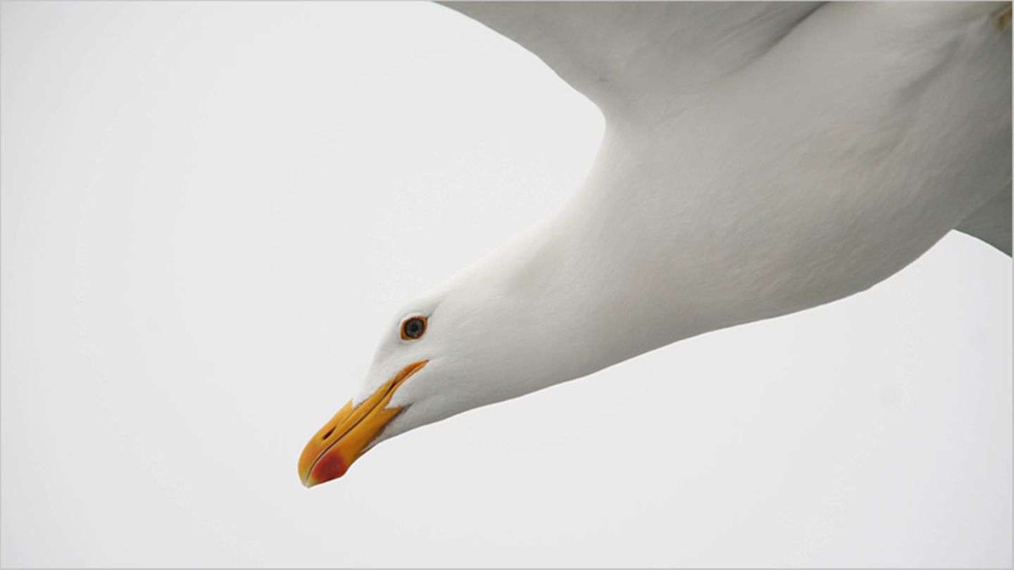 Möwe