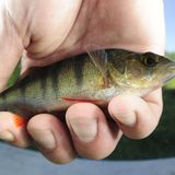 13. GEO-Tag der Artenvielfalt im Löcknitztal