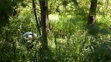 13. GEO-Tag der Artenvielfalt im Löcknitztal