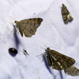 13. GEO-Tag der Artenvielfalt im Löcknitztal