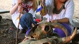 Naturtalente: Von Beruf Waschbär - Bild 4