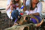 Naturtalente: Von Beruf Waschbär - Bild 4