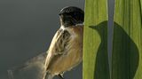 Die besten Naturfotografien 2011