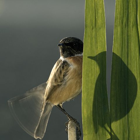 Die besten Naturfotografien 2011