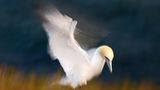 Die besten Naturfotografien 2011