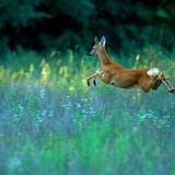 Die besten Naturfotografien 2011