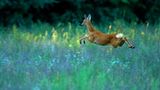 Die besten Naturfotografien 2011
