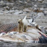 Die besten Naturfotografien 2011