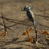 Die besten Naturfotografien 2011