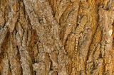 Die besten Naturfotografien 2011