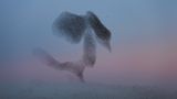 Die besten Naturfotografien 2011