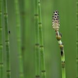 Die besten Naturfotografien 2011