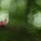 Die besten Naturfotografien 2011