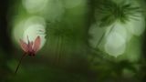 Die besten Naturfotografien 2011
