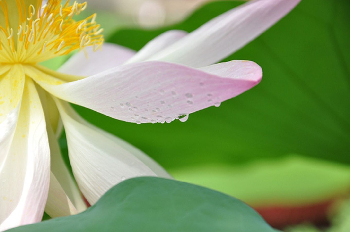 Seerose