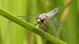 Libelle