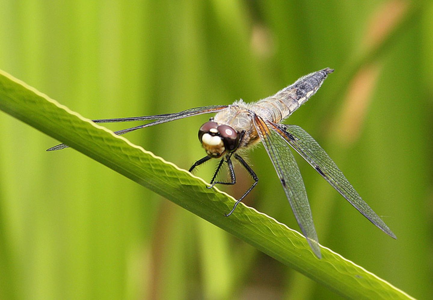 Libelle