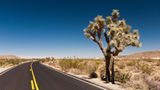 Joshua-Tree-Nationalpark