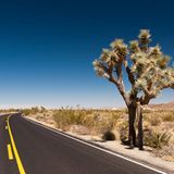 Joshua-Tree-Nationalpark