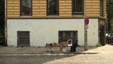 Graffiti: Graffiti - Kunst aus der Dose