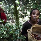 Wanderung im Regenwald - Bild 3