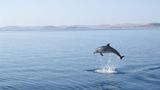 Delfin