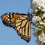 Monarchfalter