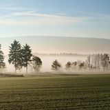 Frühnebel