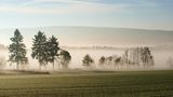 Frühnebel