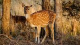 Chital