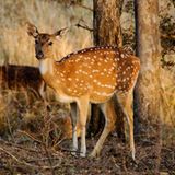 Chital
