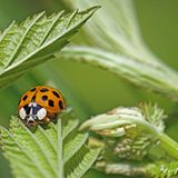Marienkäfer