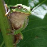 Laubfrosch