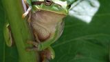 Laubfrosch