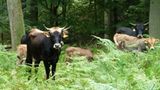 Hutewald im Solling