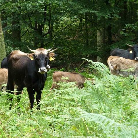 Hutewald im Solling