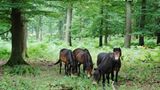 Hutewald im Solling