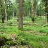 Hutewald im Solling