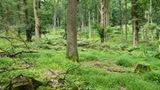 Hutewald im Solling