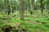 Hutewald im Solling