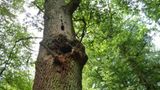 Hutewald im Solling