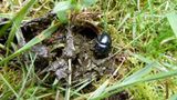 Hutewald im Solling