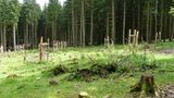 Hutewald im Solling