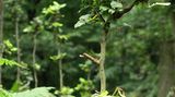 Hutewald im Solling