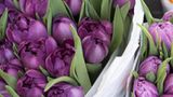 Fotogalerie: Fettnäpfchen auf Reisen - Bild 2