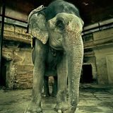 Fotogalerie: Fotogalerie: Indien - Bild 5