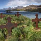 Rattenausrottung: Aktion Tod + Leben - Bild 4