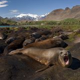 Rattenausrottung: Aktion Tod + Leben - Bild 5