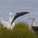 Rattenausrottung: Aktion Tod + Leben - Bild 6